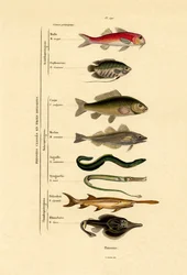 Fish